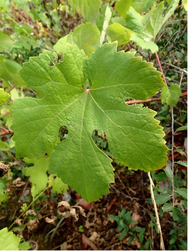 Figure 9 : feuille du cépage Bregin d’Avannes.