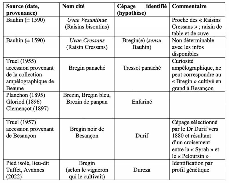 Tableau 3 : récapitulatif des synonymies-homonymies du (des)
          cépage(s) Bregin.