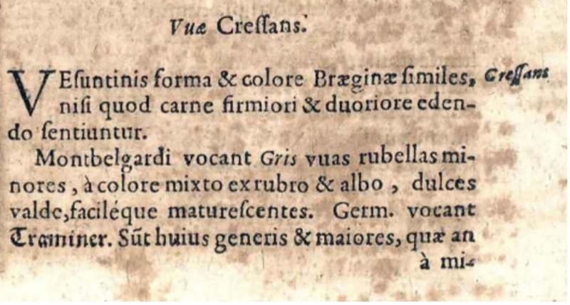 Figure 2 : Uvae Cressans de Jean
          Bauhin.