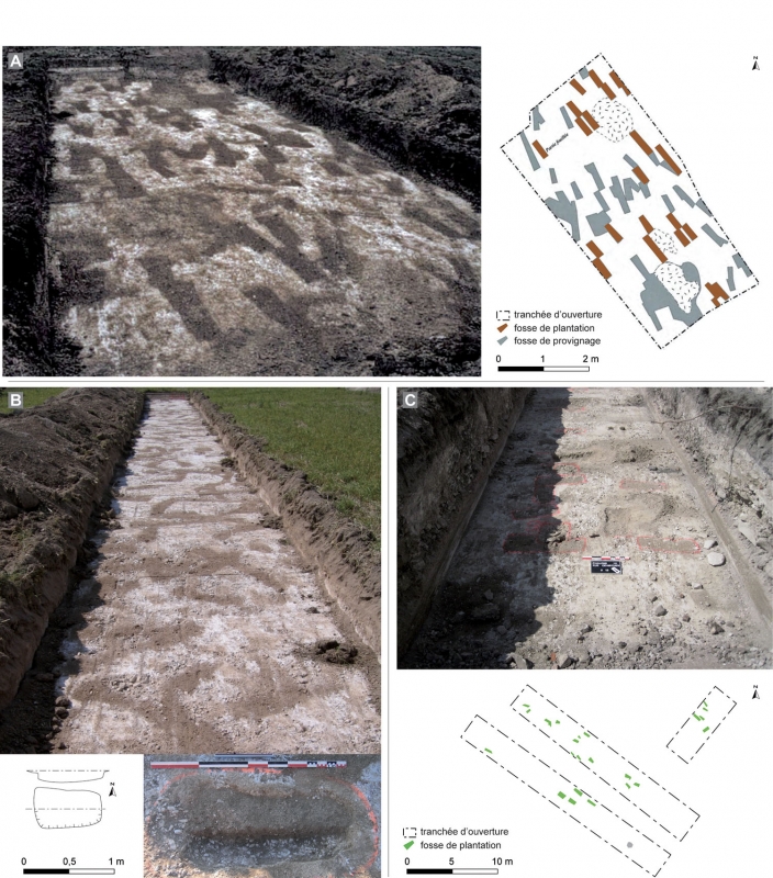 Figure 8 : fosses de plantation attribuées à la vigne mises au jour sur les opérations de Châlons-en-Champagne du parc technologique du Mont Bernard, de la ZAC des Escarnotières, et de la rue Oehmichen.