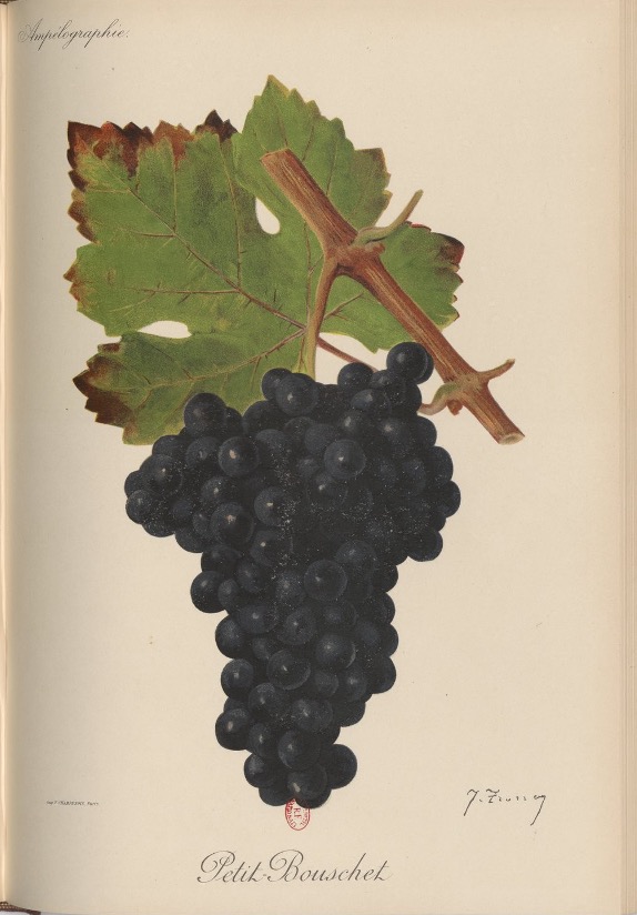 Figure 1 : Petit-Bouschet.