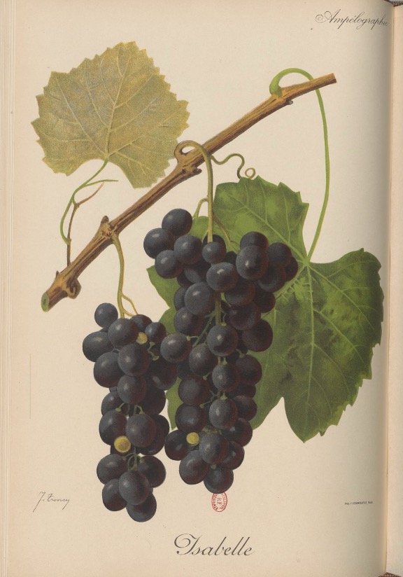 Figure 2 : Isabelle.