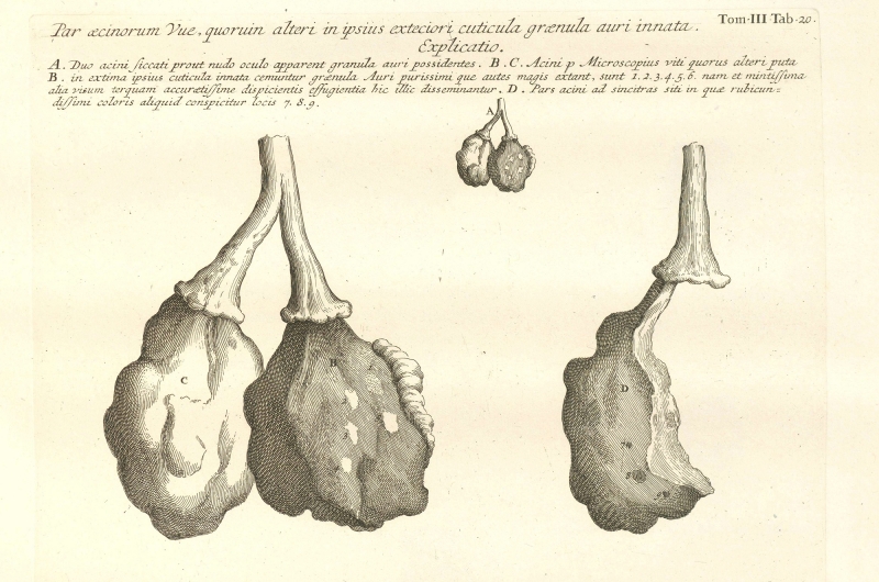 Fig. 4: Grapes with gold grains.