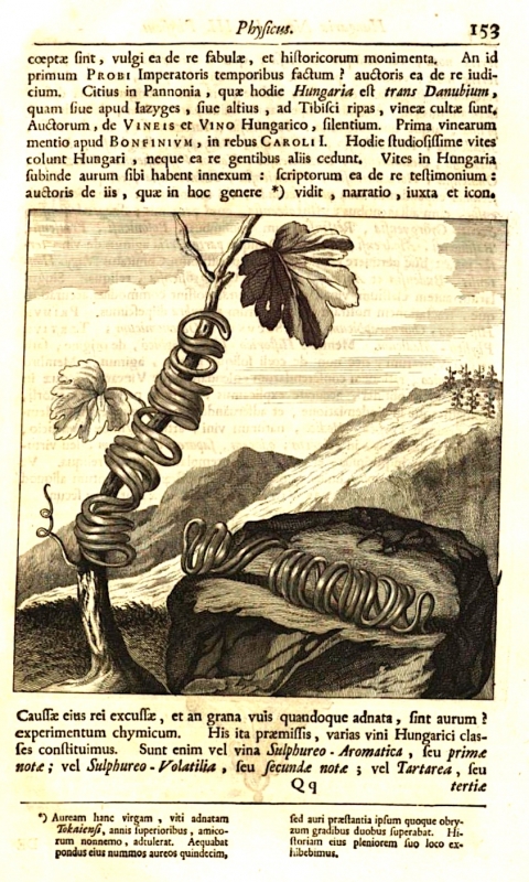 Fig. 5: Engraving of gold tendrils wrapped around vines in Tokaj, presumably Late Bronze Age bangles.