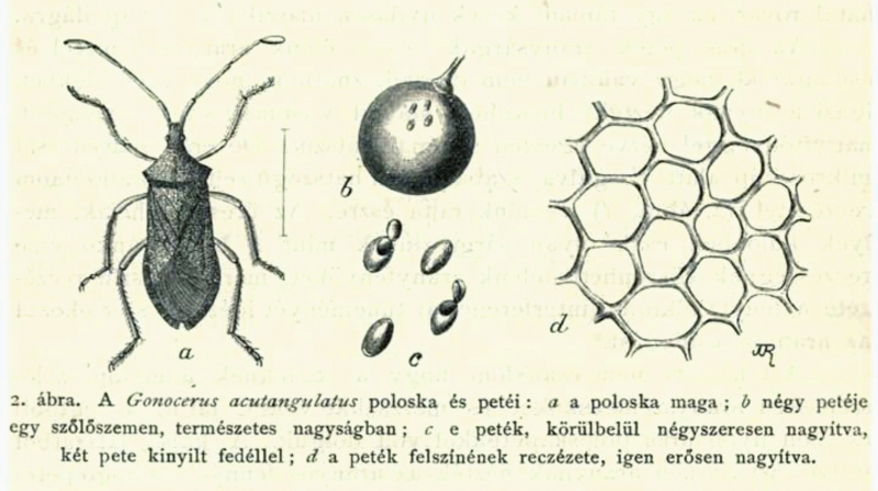 Fig. 7: Drawing of the Gonocerus acutangulatus and its eggs in Horváth G., 1895, Az aranytermo szőlők meséje, Természettudományi közlöny, október, no 314, p. 505-514.